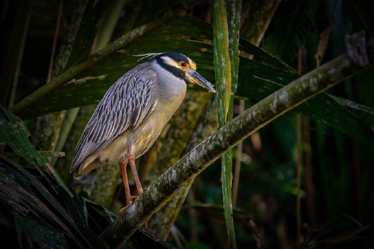 019 Tortuguero, geelkruinkwak.jpg